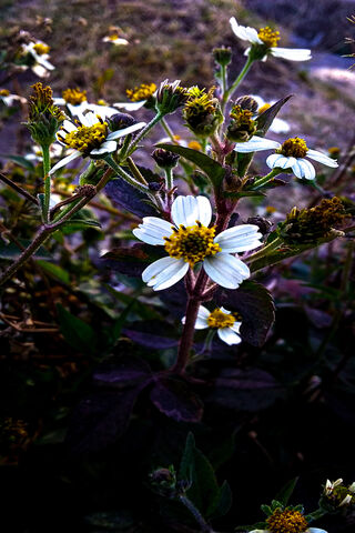 Whispers of Nature: A Floral Symphony 🌼✨