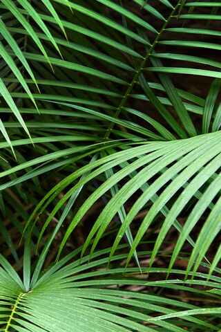 Tropical Serenity: The Beauty of Coconut Tree Leaves 🌴✨