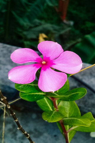 Blossom of Serenity 🌸