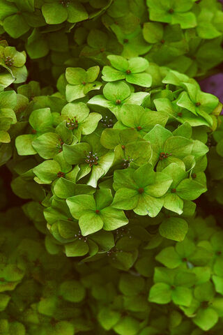 Lush Green Blooms: Nature's Serenity 🌿✨