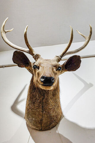 Ignite the Spirit of Nature 🌿🔥