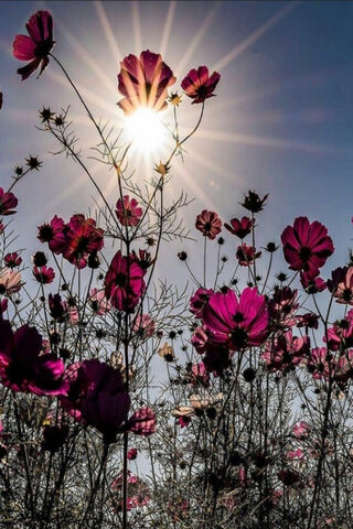 Sunlit Blooms: A Floral Symphony 🌸☀️