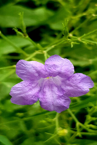 The Enchanting Faiz Talab Flower 🌸