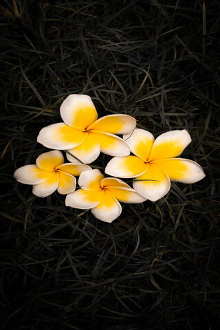 Tropical Bliss: A Floral Delight 🌼✨