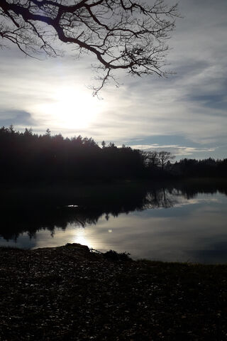 Serenity at Forest Lake 🌅🌲