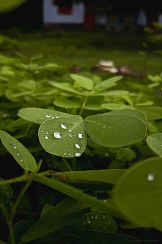 Nature's Jewels: Leaf 03 🌿💧