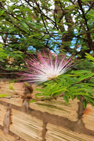 Nature's Sparkler: The Beautiful Planta Flor 🌸✨