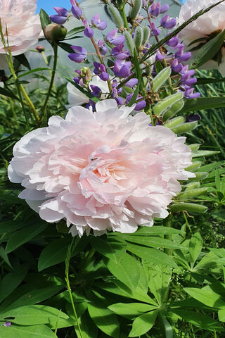 Blushing Beauty: The Enchanting Peony 🌸✨
