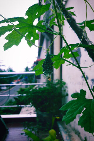 Tranquil Greenery 🌿