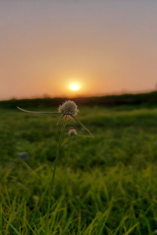 Golden Hour Bliss 🌅