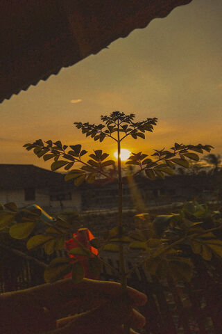 Golden Hour Bliss 🌅