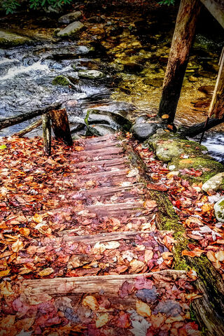 Tranquil Pathway to Nature's Embrace 🌿🍂