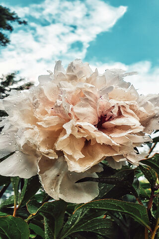 Whispers of Elegance: The White Peony 🌸✨