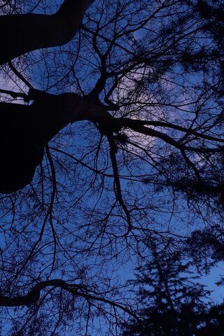 Whispers of the Night: Agacin Dansi 🌌🌳