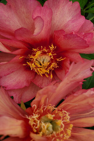 Whispers of Blush: The Enchanting Peach Peony 🌸✨