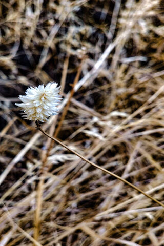 Whispers of Nature: The Delicate Flores