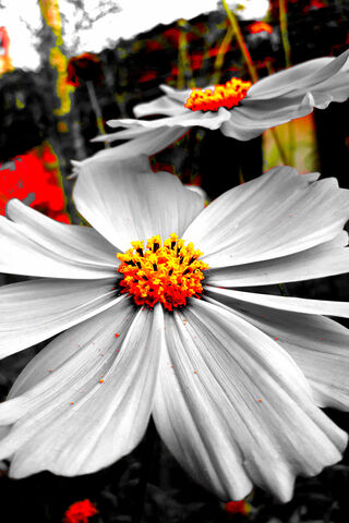 Blooming Contrast: Nature's Artistry 🌼✨