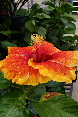 Tropical Sunset in Bloom 🌺🌅