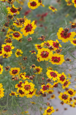 Golden Blooms of Nature's Palette 🌼✨