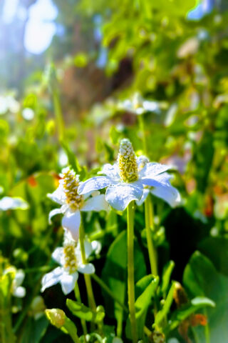 Whispers of the Manso Flower 🌼✨