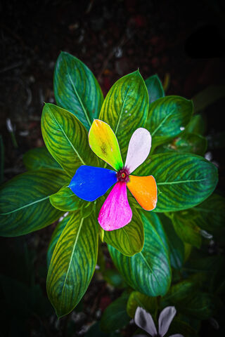 Colorful Bloom: Nature's Palette 🌼🎨