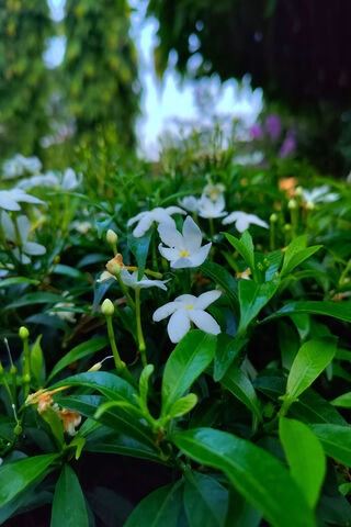 Whispers of Spring: The Jasmine Blooms