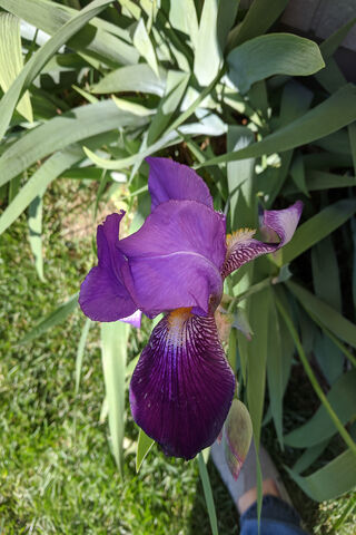 Iris Purple