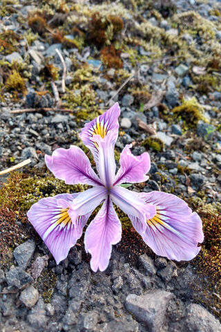 Iris Bloom: Nature's Elegant Canvas 🌸