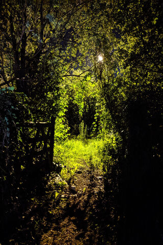 Enchanted Pathway Under the Moonlight 🌙🌲