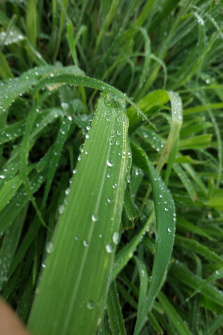 Morning Dew on Lush Greens 🌿💧