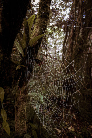 Spiderweb Forest