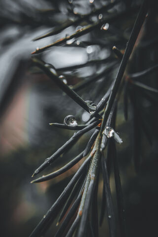 Nature's Crystal: The Beauty of a Water Drop 💧✨