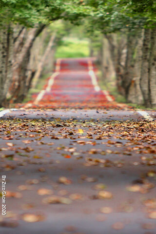 Autumn Serenity on Woodland Road 🍂🌳