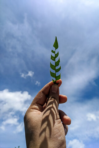 Nature's Harmony: A Leaf Against the Sky 🌿☁️