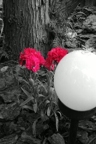 Blossoms of Joy: The Pink Flower Delight 🌸✨