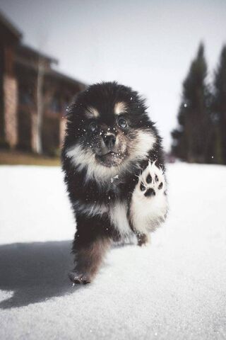 Winter Whiskers: A Pup'..