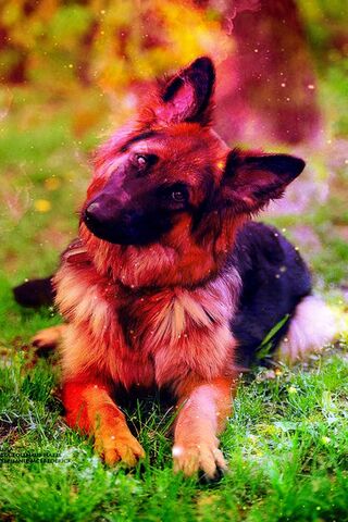 Cosmic Canine: The Gala..