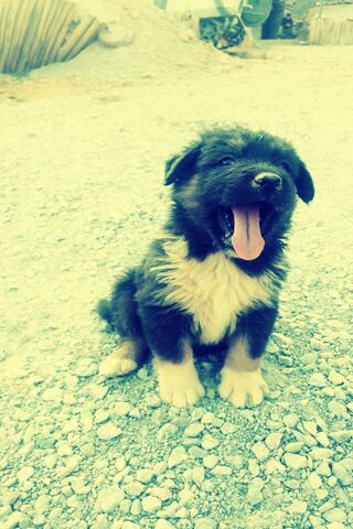 Kopek's Joyful Yawn: A Puppy’s Day Out! 🐾