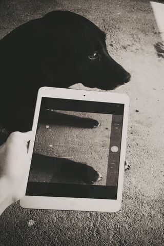 Labrador Reflections: A..