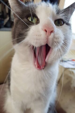 The Majestic Yawn of a Feline King 👑😺