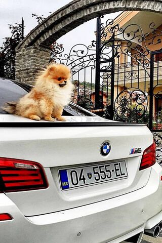 Bubby the BMW Buddy 🐾🚗