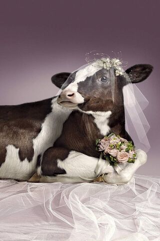 The Charming Cow Bride ..