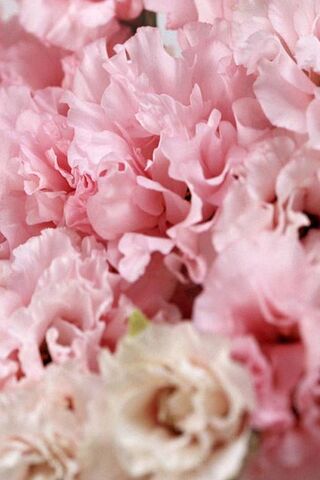 Blushing Blooms: The Charm of Pink Anemones 🌸