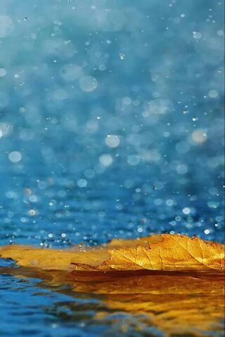 Golden Serenity: A Leaf's Journey