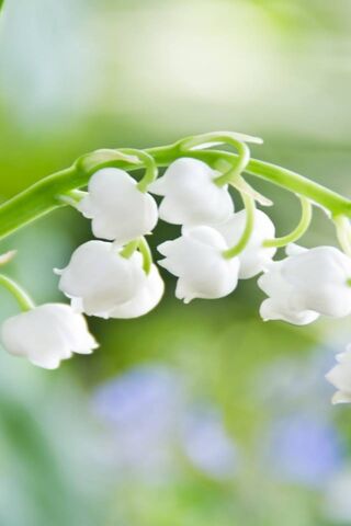 Whispers of Spring: The Enchanting Lily-Of-The-Valley 🌸✨