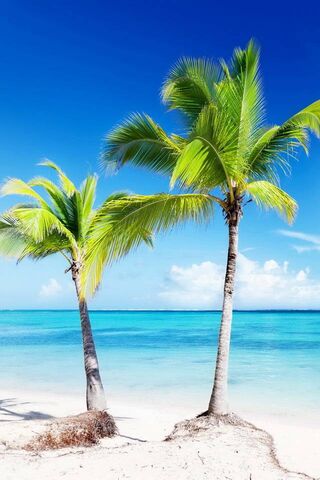 Tropical Serenity 🌴🌊