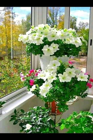 Amor in Bloom: A Love for Nature 🌸💚