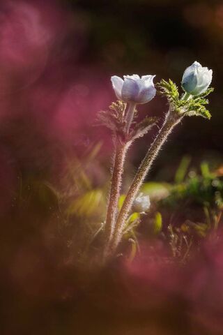 Whispers of the Anemone 🌸✨