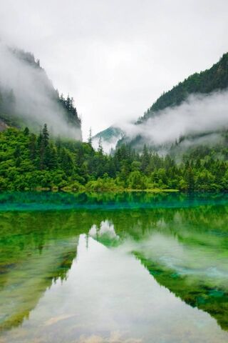 Enchanted Misty Reflections 🌫️🌲