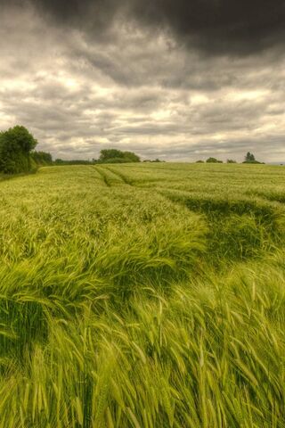 Serenity in the Fields 🌾☁️